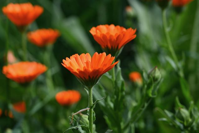 Ringelblumen