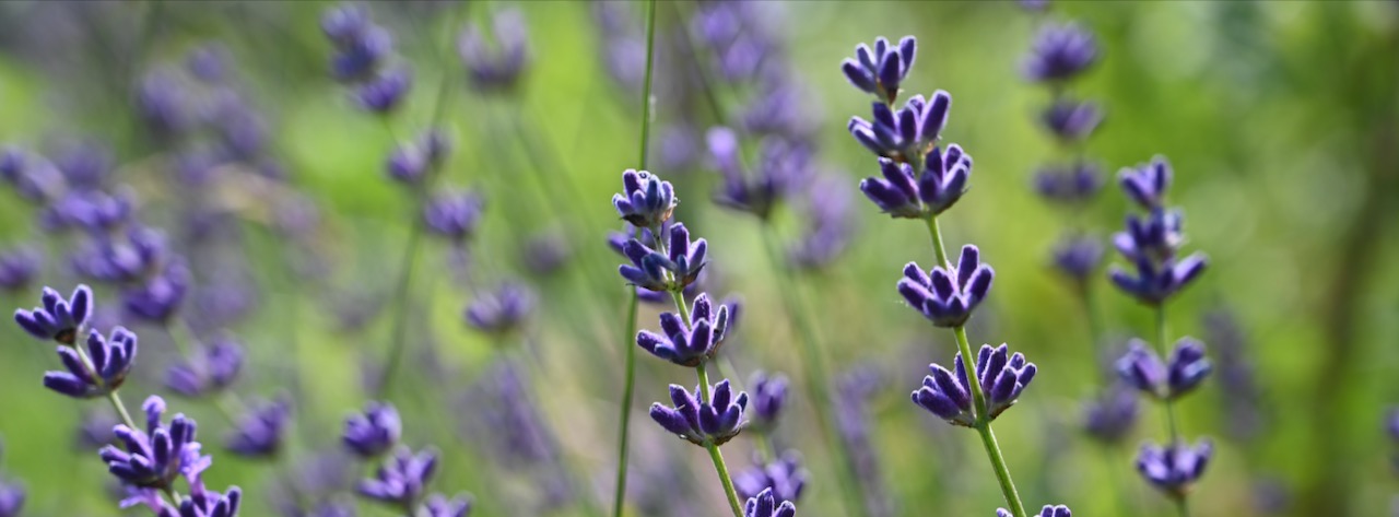 Lavendel